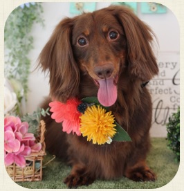 ダックスフンド